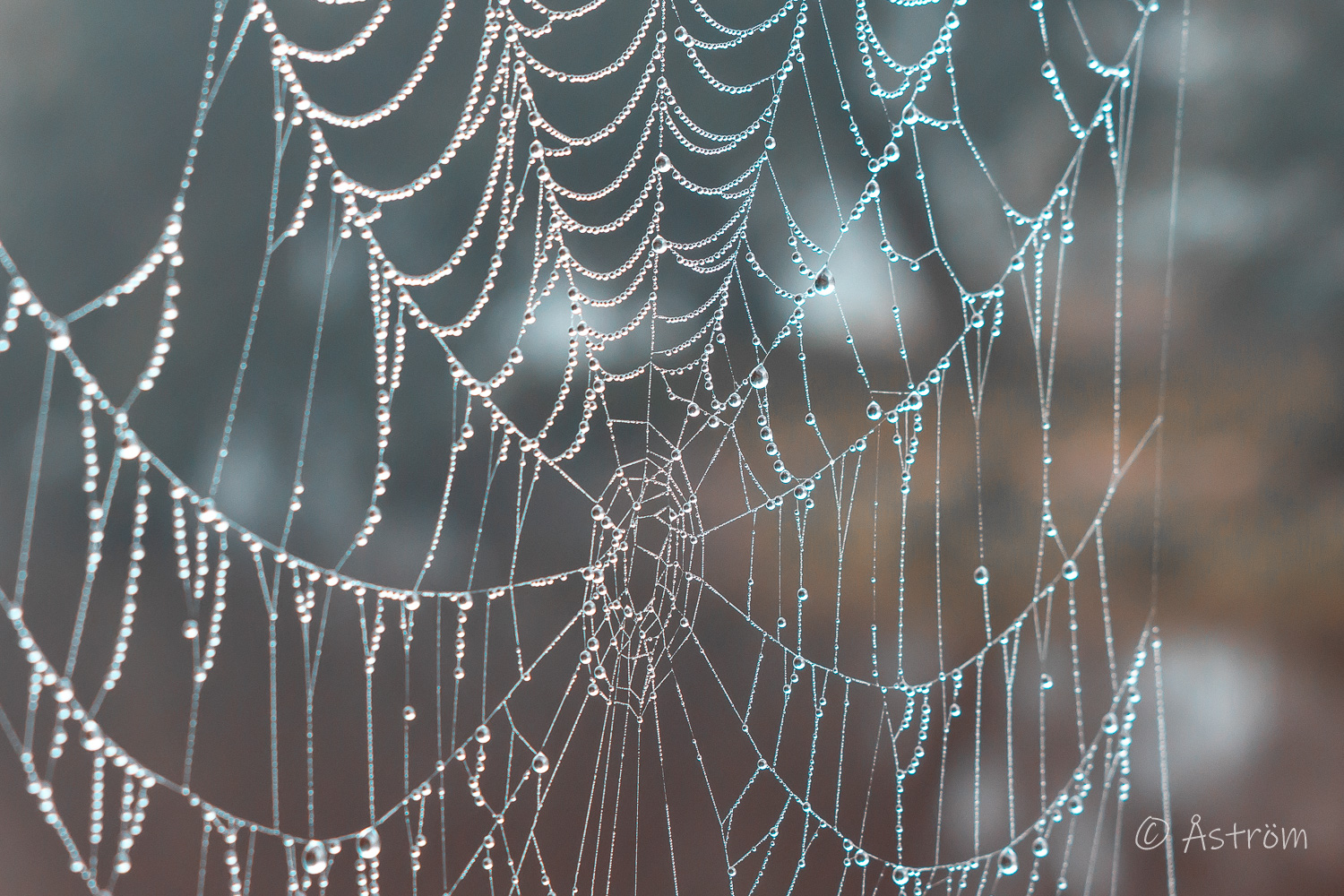 Länk till bilder från promenader på morgonen till och från tåget 8 september 2025.