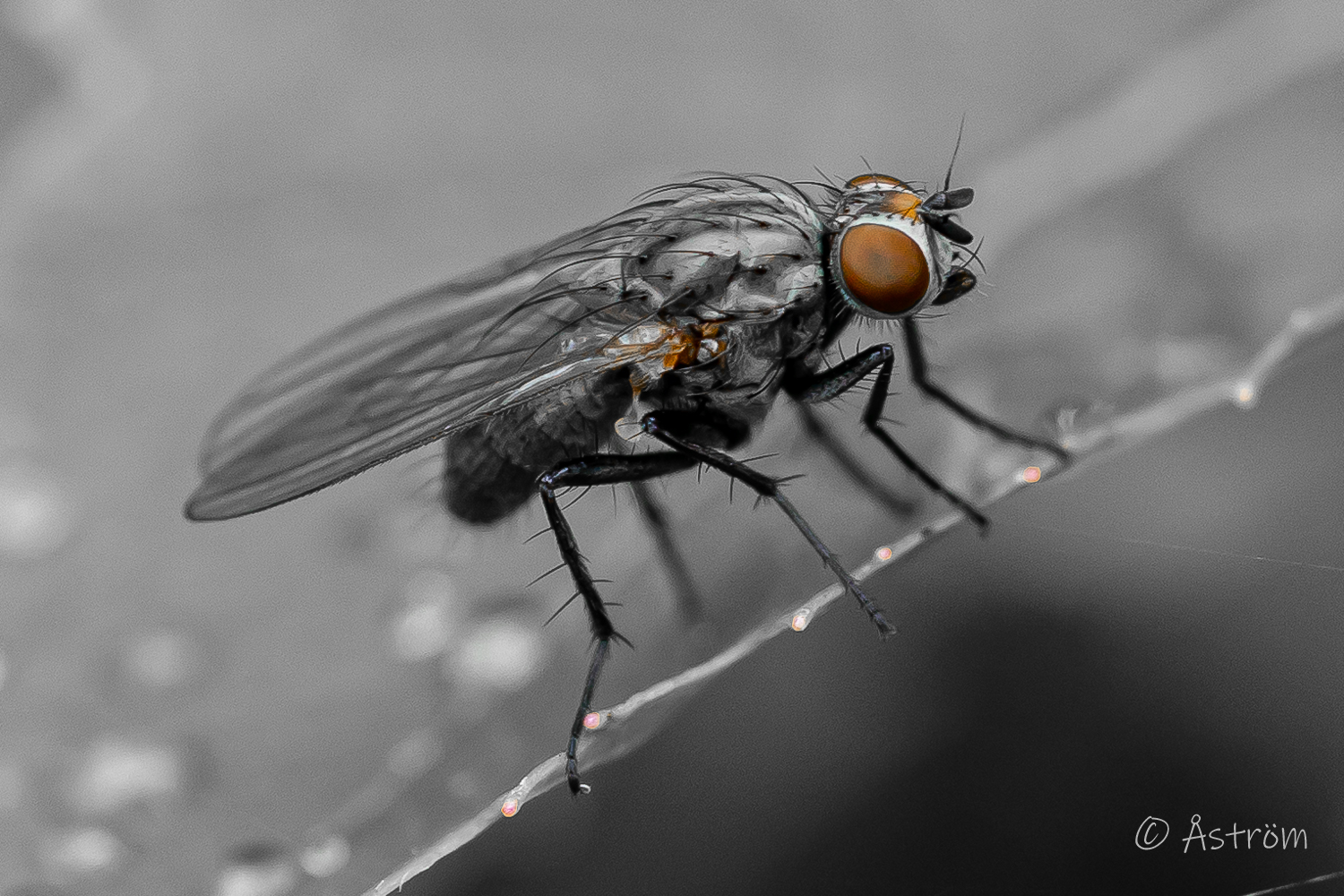 Länk till macro-bilder från Mullhyttan 1 augusti 2025.