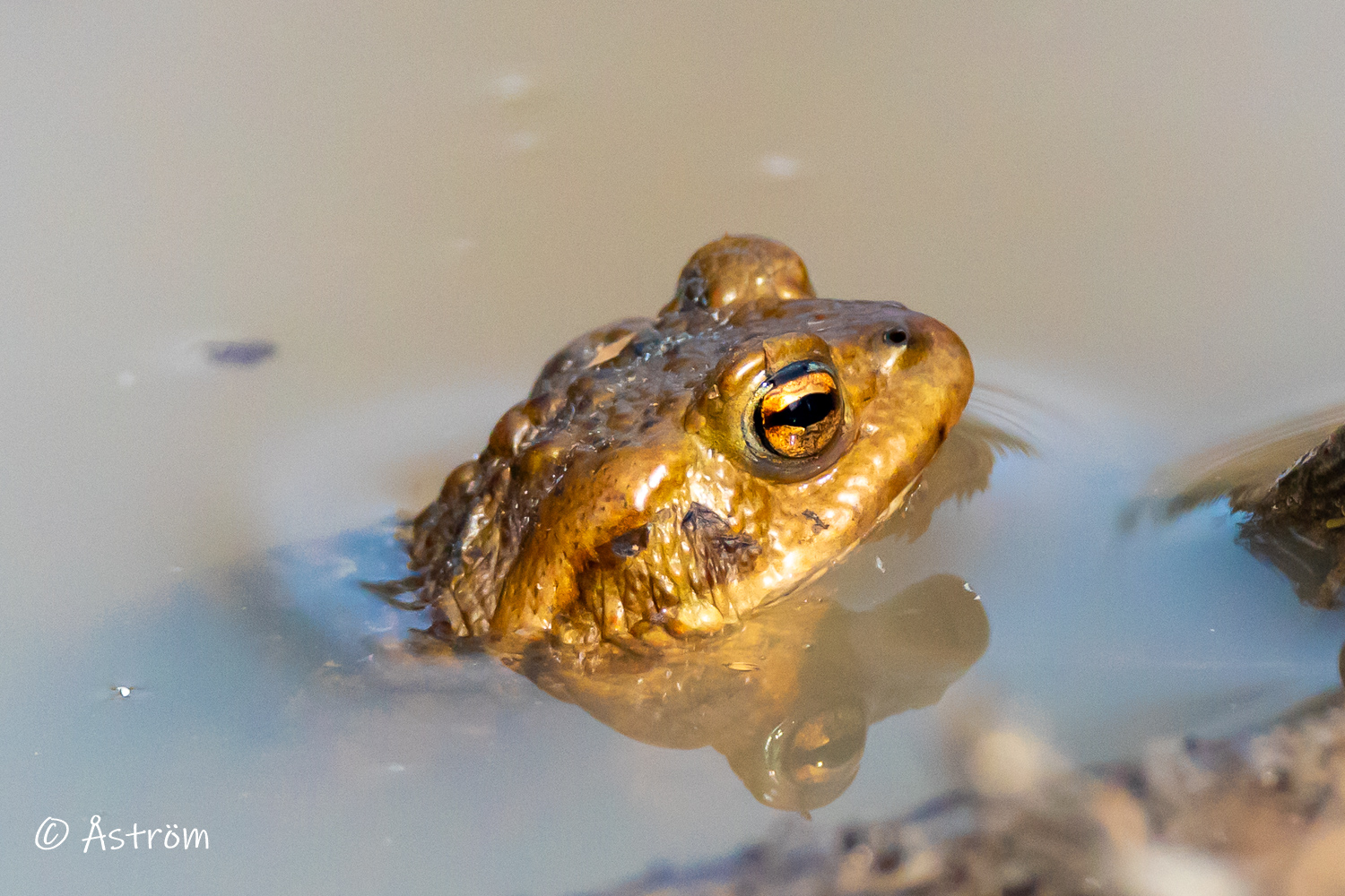 Länk till bilder från Spannarboda 18 april 2026.