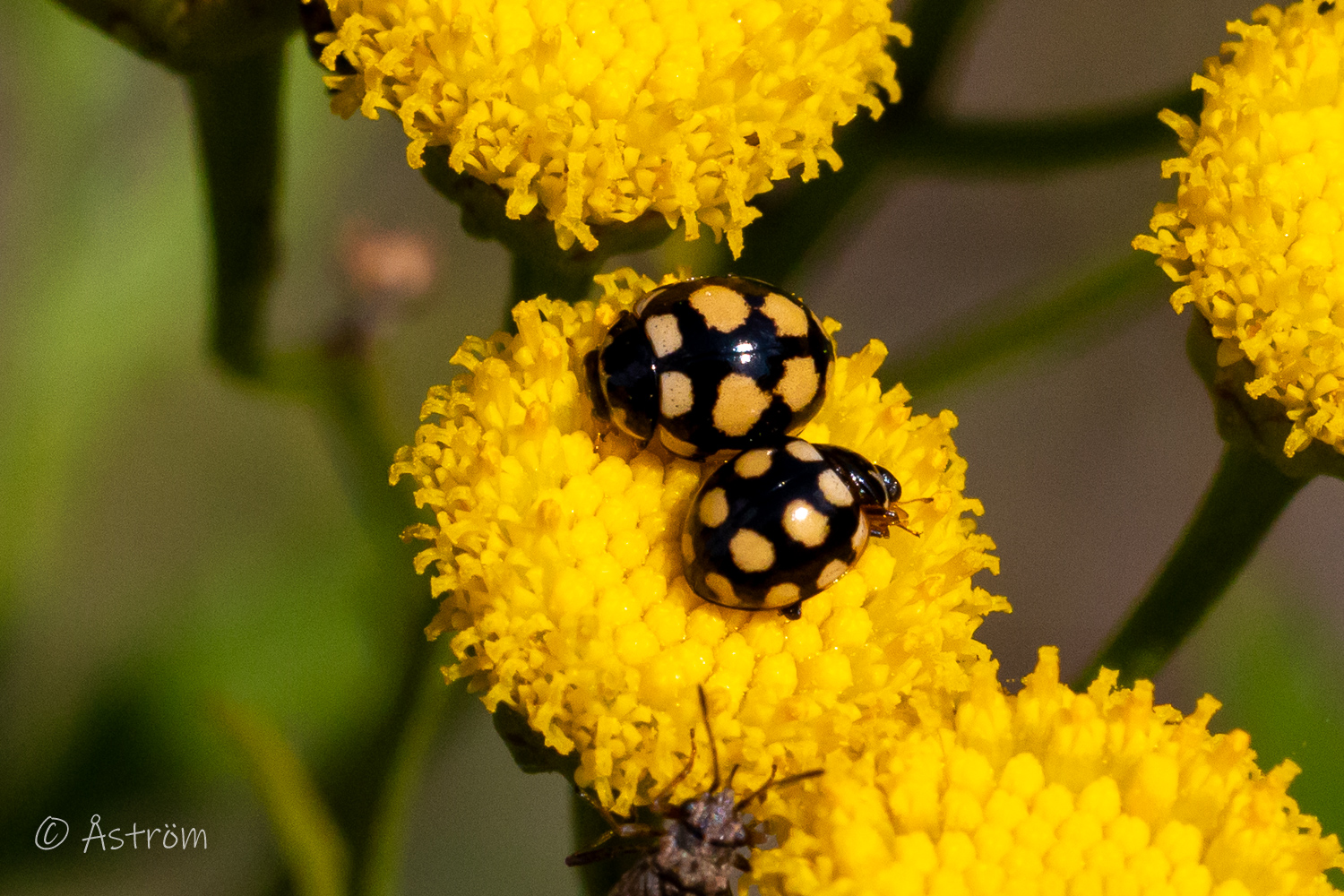 Länk till macro-bilder från promenad från Vedevåg till Frövi 2 augusti 2025.