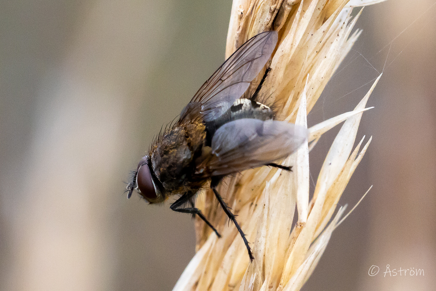 Länk till bilder från promenad i Frövi och på G4 ett par dagar i oktober 2025.