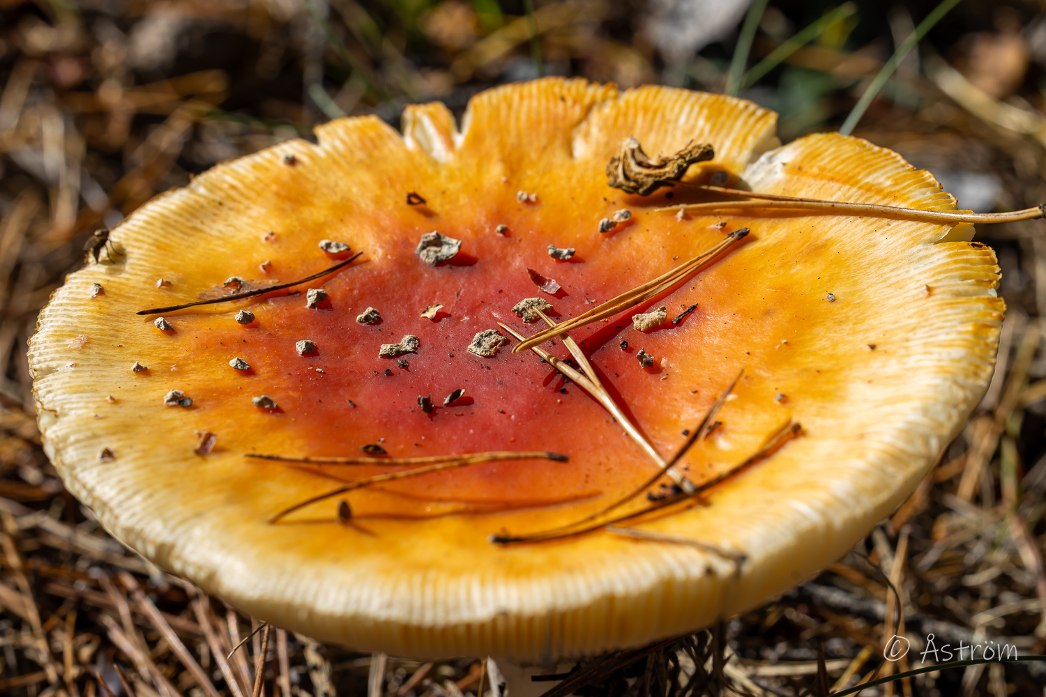 Länk till bilder från pilgrimsvandring i Frövi 13 september 2025.