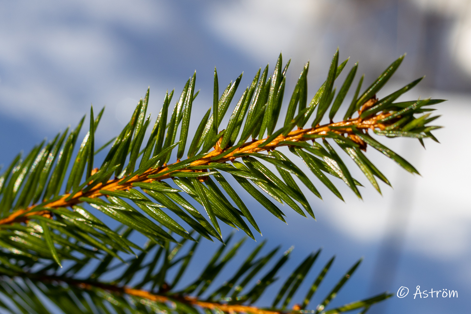 Länk till bilder från promenad i Frövi 14 februari 2026.