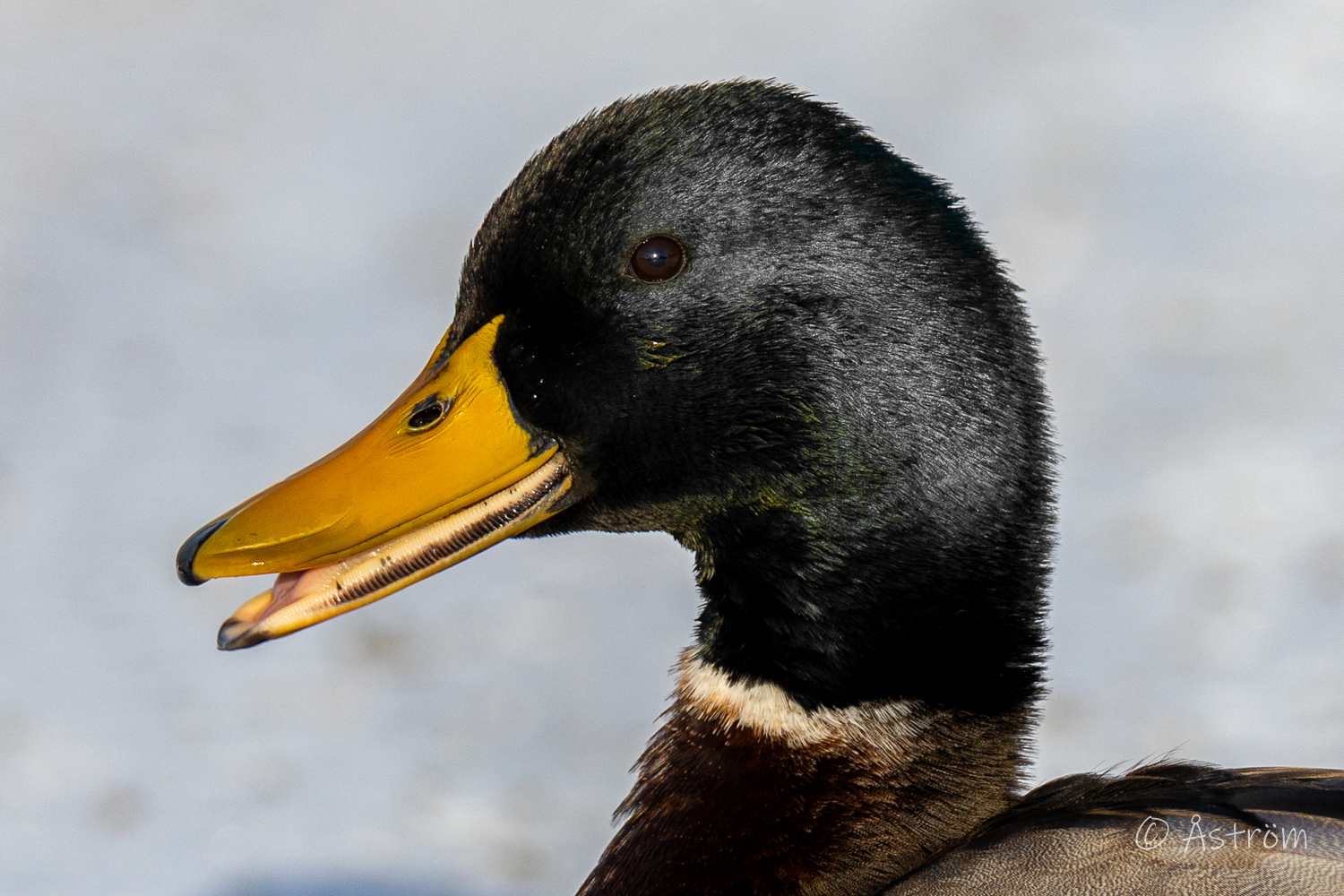 Länk till bilder från promenad i Frövi 31 januari 2026.