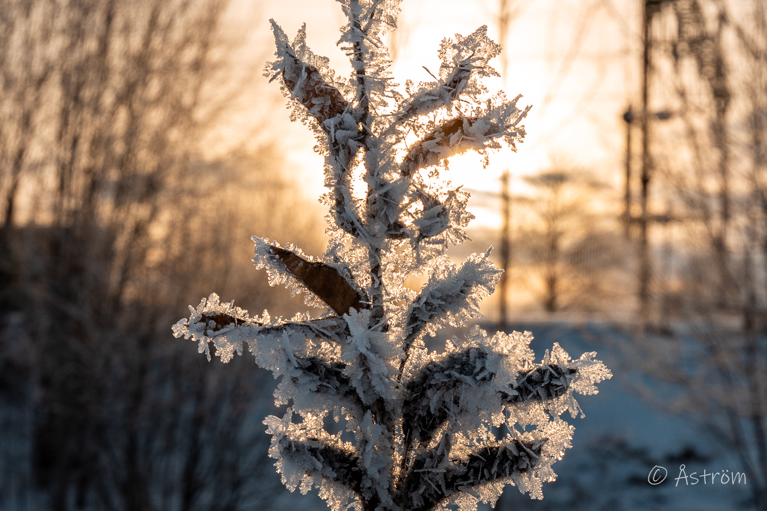 Länk till bilder från promenad i Frövi januari 2026.