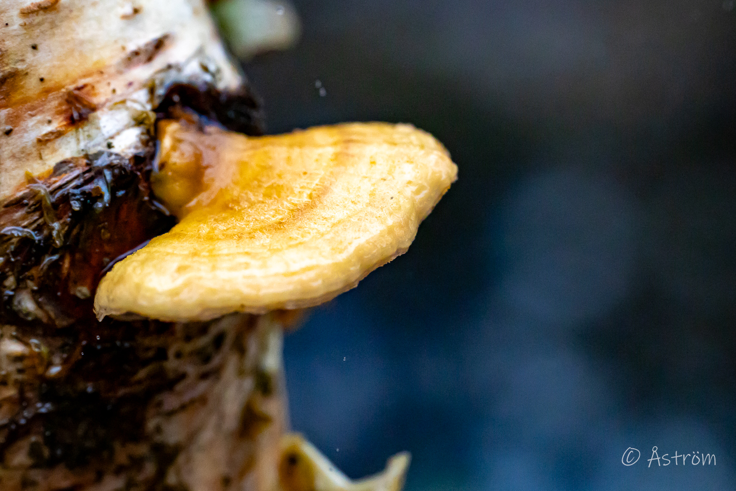 Länk till bilder från dimmig och småregnig promenad i Frövi 7 december 2025.