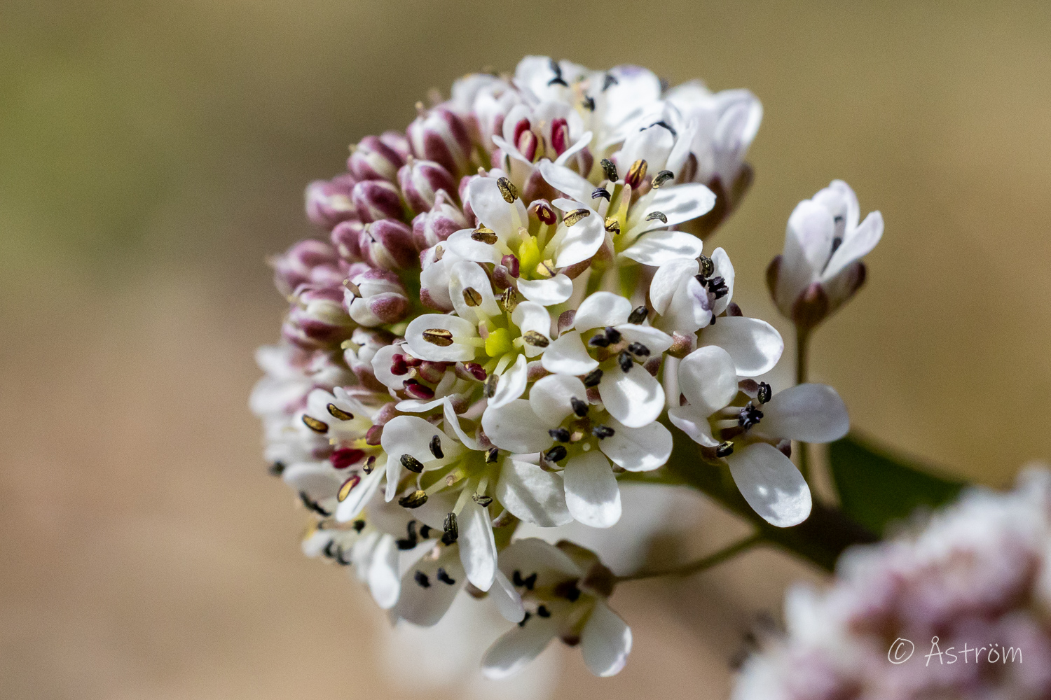 Länk till bilder från Frövi 8-12 april 2026.