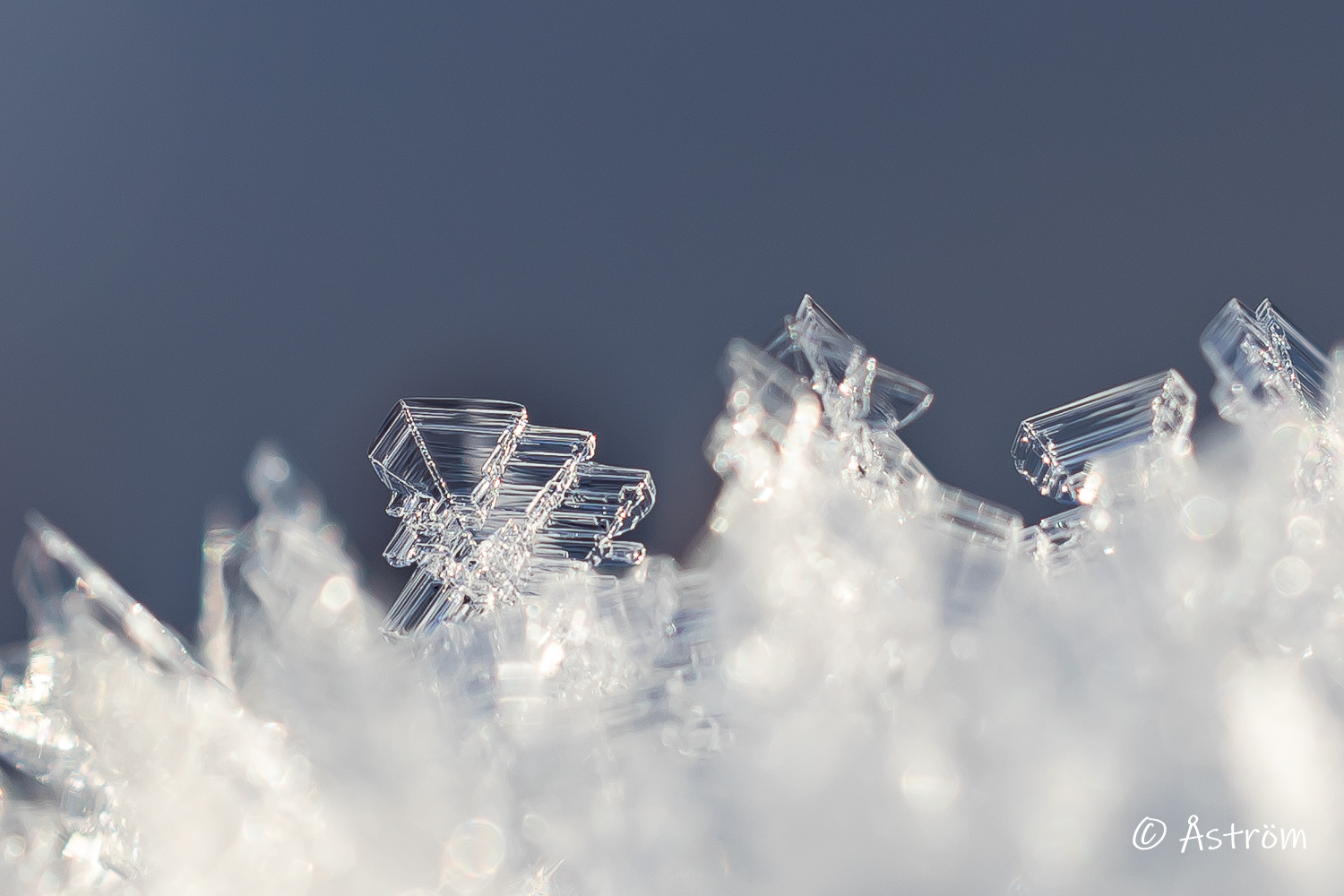 Länk till bilder från ägorna 11 januari 2026.