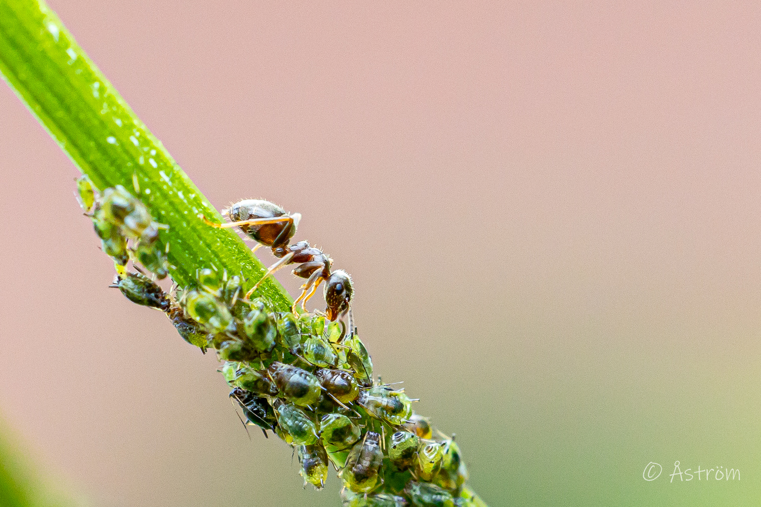 Länk till macro-bilder från G4 14 juli 2025.