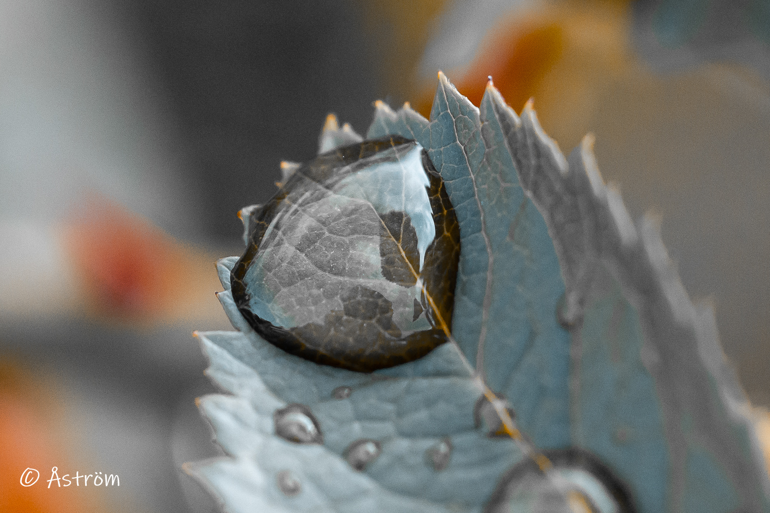 Länk till macro-bilder från G4 22 juli 2025.