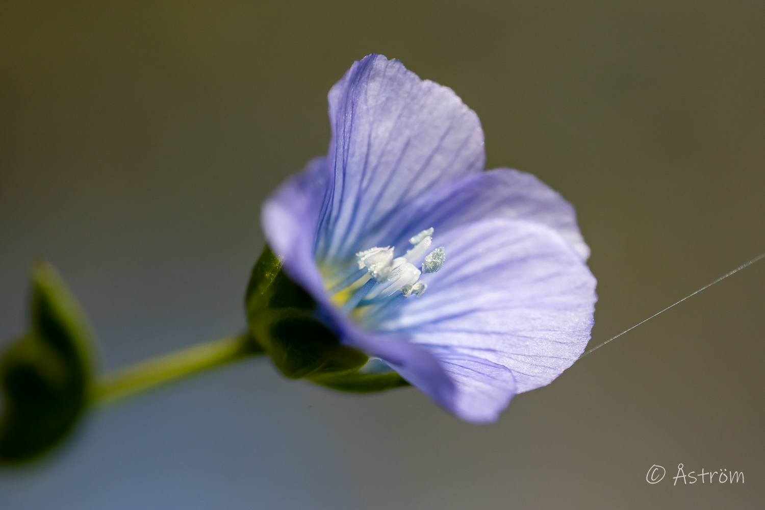 Länk till bilder från en tur på ägorna 25 september 2025.