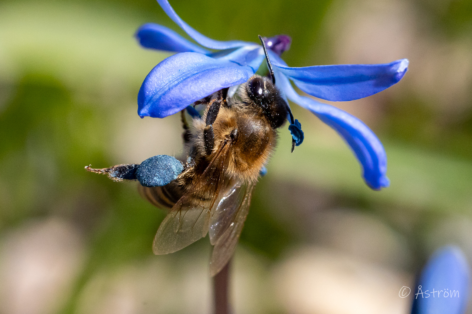 Länk till bilder från G4 8-24 april 2026.